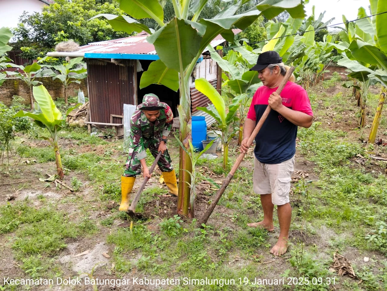 Sinergi TNI dan Pemerintah Desa: Babinsa Serda Eko Widodo Komsos dan Bantu Pangulu Rawat Kebun Pisang di Nagori Padang Mainu