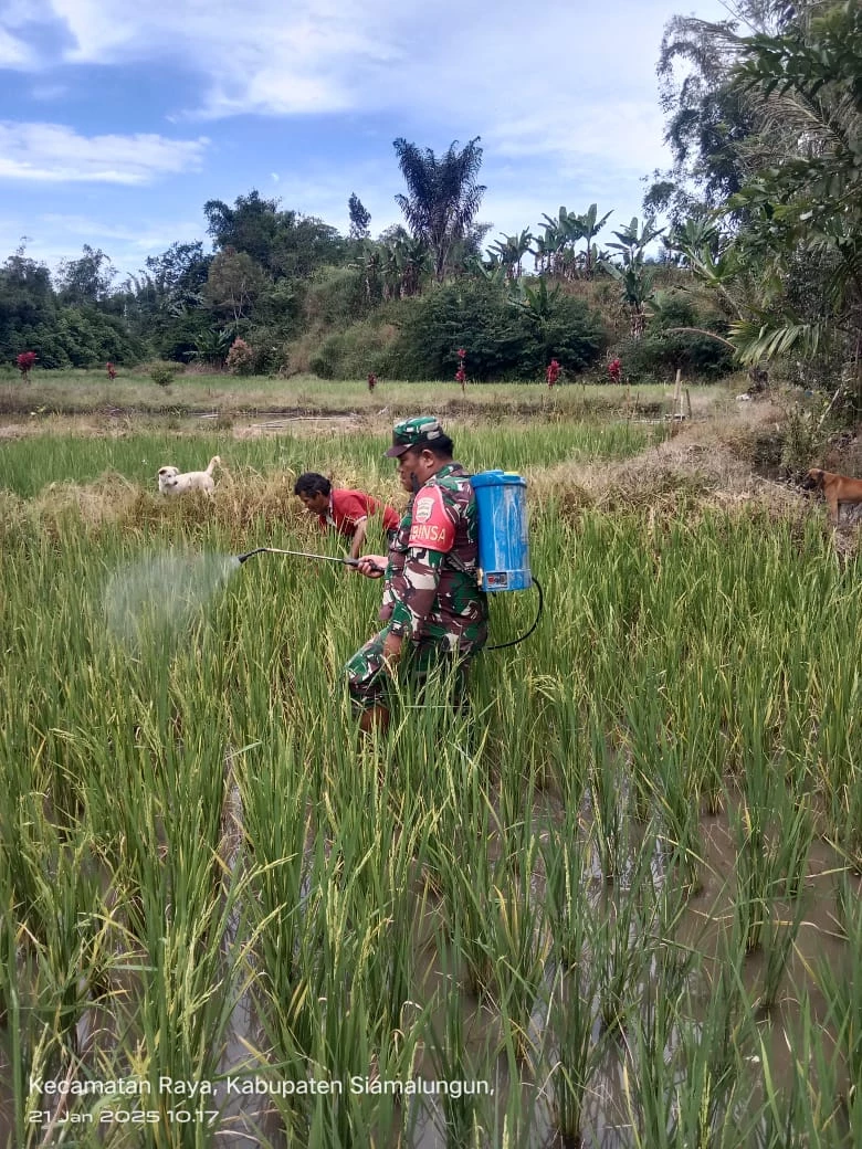 &quot;Babinsa Koramil 14/Raya Kodim 0207/SML Bersinergi dengan Petani, Semprot Hama dan Bersihkan Lahan Padi di Simalungun&quot;