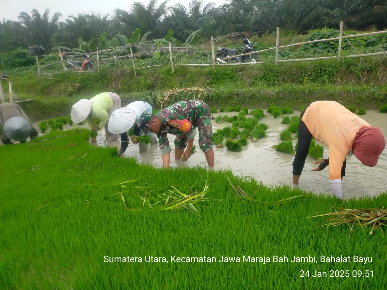 Untuk meningkatkan hasil pertanian Babinsa bersama petani  Melaksanakan Penanaman Padi 