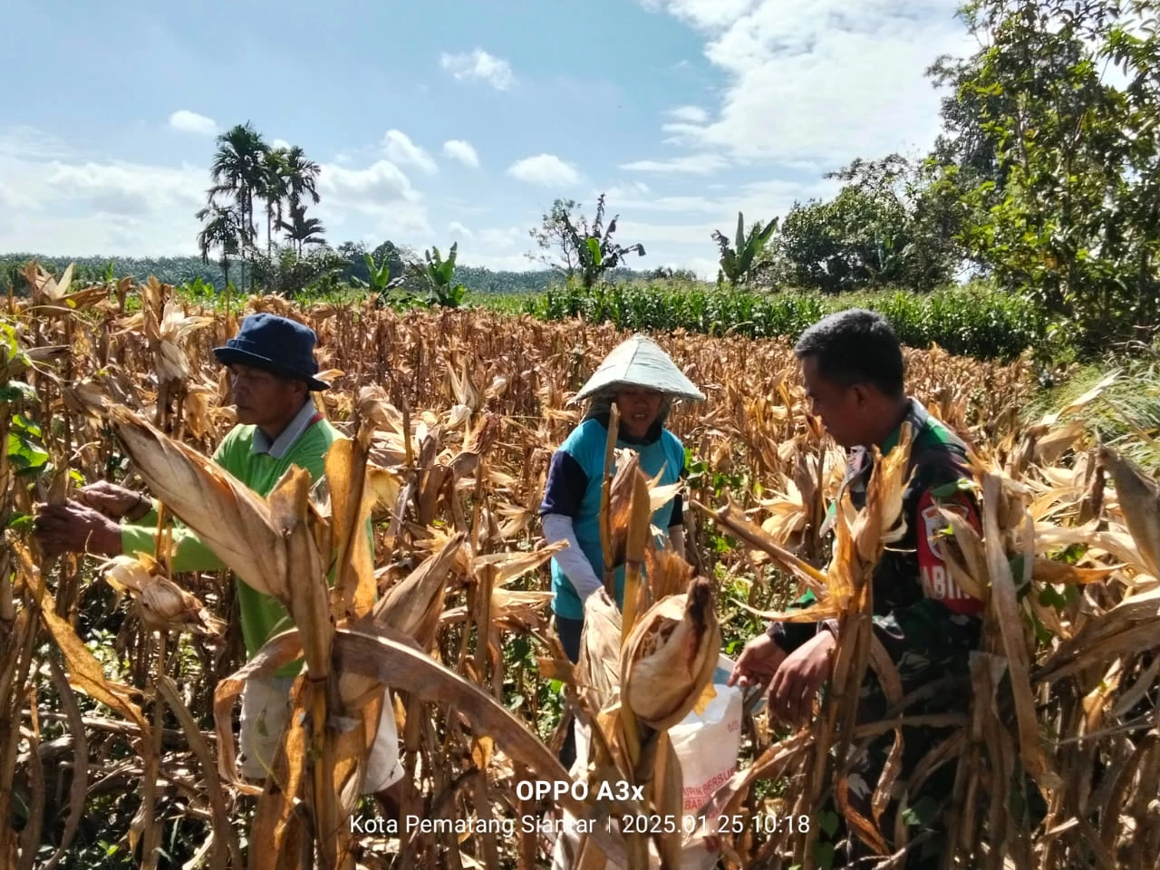 Tingkatkan Swasembada Pangan, Babinsa Bantu Petani Panen Jagung dipematang marihat