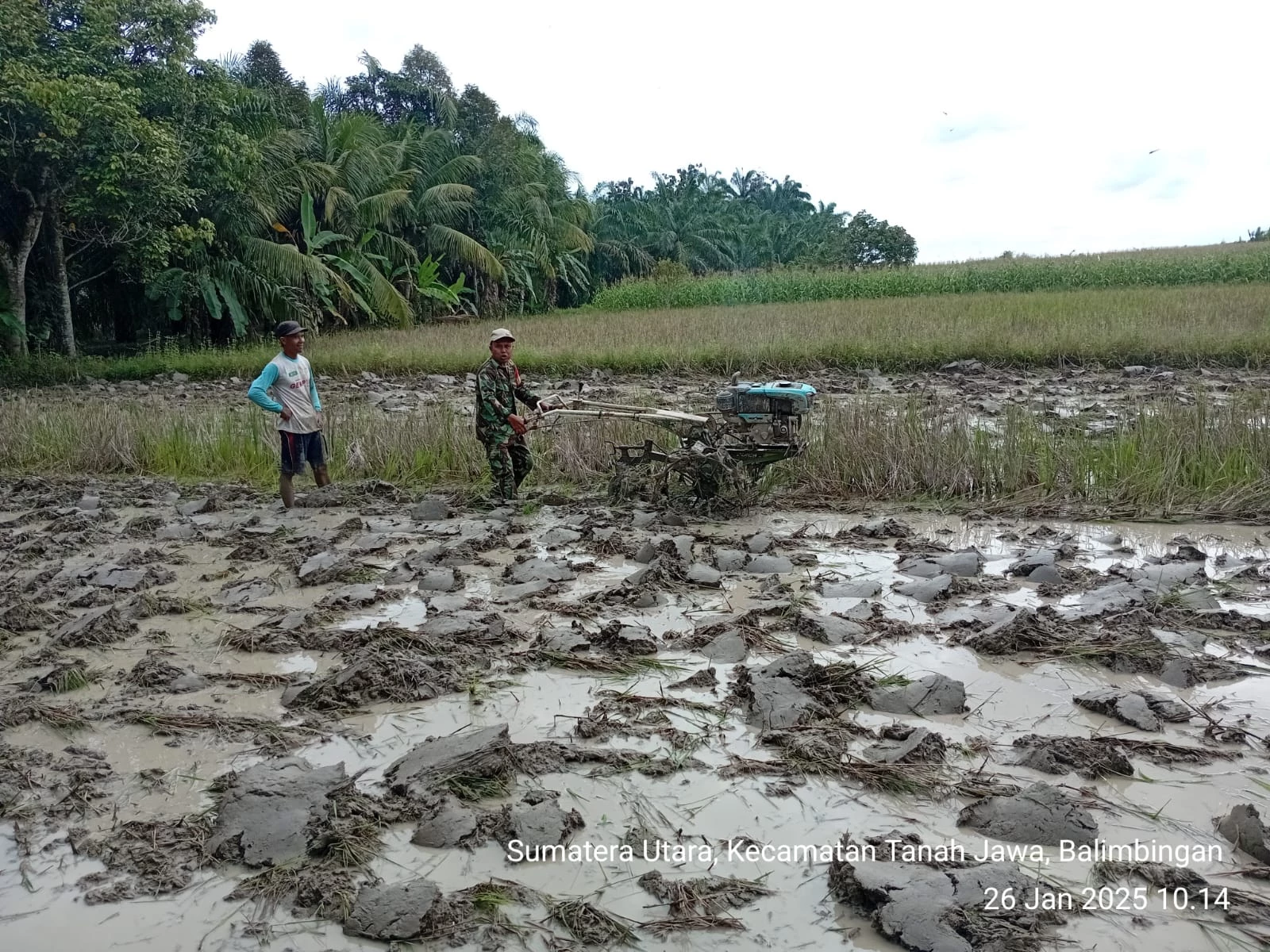 Untuk mempercepat kegiatan Luas Tambah Tanam (LTT) Babinsa Bantu Petani Pengolahan Lahan Sawah 