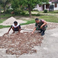 Babinsa Bantu Petani Jemur Coklat  yang merupakan tahap penting dalam produksi biji coklat berkualitas.