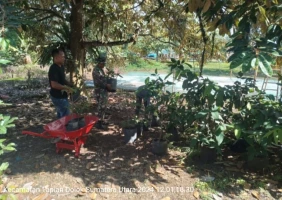 Babinsa Komsos Bersama Petani Jambu di Nagori Dolok Simbolon