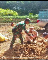 Untuk meningkatkan ketahanan pangan Babinsa Bantu Petani Panen Ubi Kayu di Nagori bandar selamat