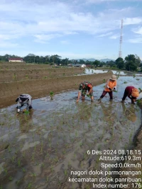 Dalam meningkatkan Ketahanan Pangan Babinsa Laksanakan Pendampingan Penanaman Benih Padi di Sawah Bersama Petani