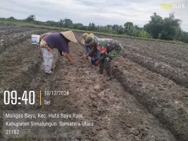 Dalam upaya mendukung ketahanan pangan lokal Babinsa Bantu Petani Buat Bentengan untuk Tanam Bibit Sayuran