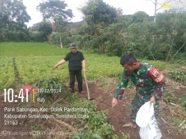 Untuk meningkatkan produktivitas pertanian di wilayah binaannya Babinsa Membantu Pemupukan Cabe