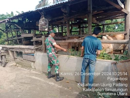 Babinsa Laksanakan Kegiatan Komunikasi Sosial dengan Warga Binaan Pemilik Ternak Sapi