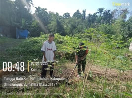 Dalam upaya mendukung ketahanan pangan dan meningkatkan hasil pertanian  Babinsa Bantu Petani Bersihkan Gulma di Lahan Ubi Kayu