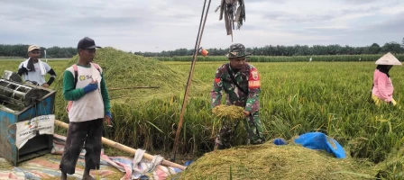 Babinsa Koramil 10/Tanah Jawa Jajaran Kodim 0207/Simalungun Laksanakan Pendampingan Panen Padi