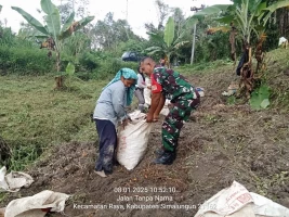 Dalam mendukung sektor pertanian dan kesejahteraan masyarakat Babinsa Bantu Petani Memanen Kunyit di Nagori Limag Raya