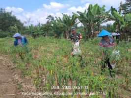 Sukseskan Ketahanan Pangan, Babinsa Dampingi Petani Panen Cabai Merah dan memberikan motivasi kepada petani agar tetap semangat dalam bercocok tanam