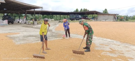 Sambil membantu menjemur padi, Babinsa  Komsos dengan Pemilik Gudang Jagung di Nagori Panribuan