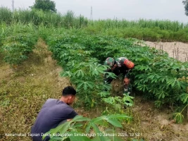 Agar Hasil Petani Memuaskan, Babinsa Koramil 05/Serbelawan Dampingi Petani Singkong