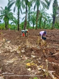 Babinsa Bantu Tanam Bibit Ubi Kayu untuk Meningkatkan Ketahanan Pangan