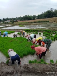 Secara Bergotong royong Babinsa Melaksanakan Penanaman Padi untuk Mendukung Ketahanan Pangan