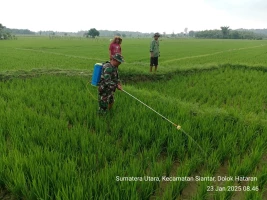 Babinsa Dampingi Penyemprotan Tanaman Padi di Wilayah Binaannya untuk Cegah Hama dan Dukung Ketahanan Pangan