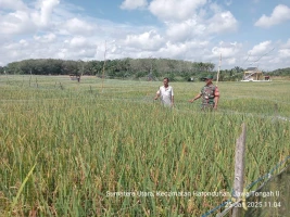 Serangan hama burung menjadi salah satu tantangan besar bagi petani, Babinsa Bantu Petani Menjaga Padi dari Serangan Hama Burung