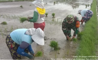 Babinsa Laksanakan Kegiatan Pendampingan Hanpang Luas Tambah Tanam (LTT) di Kelompok Tani Mandiri Jaya kelurahan Ujung Padang