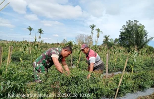 Dengan adanya bantuan dari Babinsa, proses panen cabai berjalan lebih lancar dan efisien