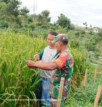 &quot;Babinsa Koramil 18/Dolok Silau Komsos Dengan  Petani Padi untuk Tingkatkan Hasil Pertanian di Wilayah Binaan&quot;