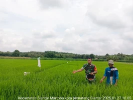 Babinsa Koramil 01/Siantar utara Bantu Petani Memupuk Padi