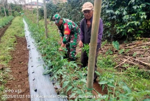 Meningkatkan ketahanan pangan  Babinsa Laksanakan Pendampingan Membantu Petani Bersihkan Gulma  Di Lahan Tanaman Tomat 