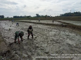 Babinsa Bantu  Petani Tanam Padi di Pematang Bandar