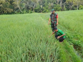 Komsos Dengan Petani Ini Yang Disampaikan Sertu Bambang, Babinsa Koramil 11/GSB