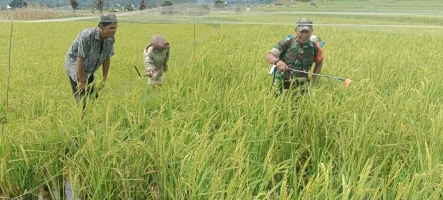 Antisipasi Hama Penyakit, Babinsa Kodim 0207/Simalungun Bantu Petani Semprot Tanaman Padi