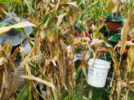 Memperdayakan Hanpang Babinsa koramil 16/PT  Bantu Warga Panem Jagung