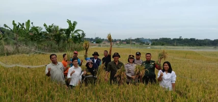 Dukung Ketahanan Pangan, Danramil 03/Siantar Selatan Panen Raya Padi Di Wilayah Binaan