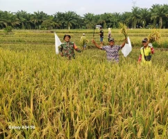 Dukung Ketahanan Pangan, Babinsa Koramil 08/Bangun Hadiri Panen Padi Di Nagori Silau Malaha