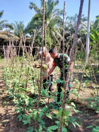 Babinsa Koramil 06/ Perdagangan Dampingi Petani Perawatan Tanaman Palawija