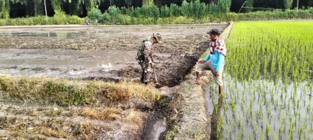 Wujud Kepedulian, Babinsa  Bersama Pemilik Sawah Cek Saluran Irigasi