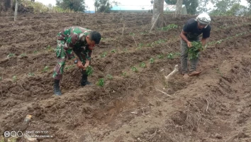 Peran Aktif Babinsa Dolok Pardamean Lakukan Pendampingan Petani Ubi Jalar