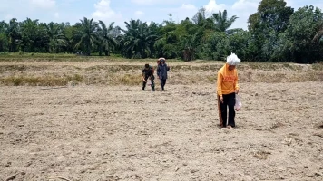 Jaga Ketahanan Pangan, Babinsa Tanah Jawa Bantu Warga Tanam Jagung