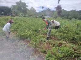 Babinsa Bantu Bersihkan lahan Cabai Milik Warga Binaannya