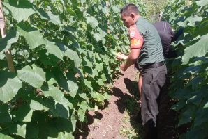 Selalu Ada Ditengah Warganya Babinsa Bantu Petani Panen Timun