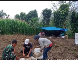 Babinsa Bantu Petani Panen Jahe Di Dolok Pardamean 