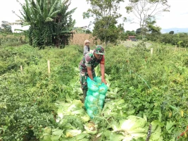 Babinsa Koramil 12/Saribudolok Bantu Petani Panen Sayur Sawi Putih