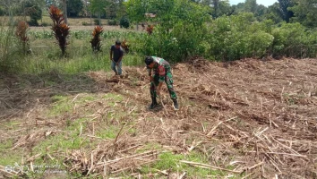 Majukan Hanpangan Babinsa  Bantu Bersihkan Lahan yang akan di tanami jagung