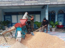 Tingkatkan Swasembada Pangan, Babinsa Bantu Petani Giling Jagung