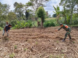 Jaga Ketahanan Pangan, Babinsa Dolok Pardamean Bantu Warga Tanam Jagung