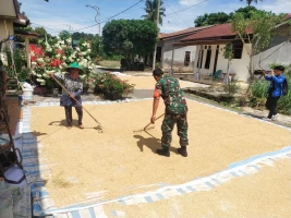 Menjaga Kualitas Hasil Panen, Babinsa Bantu Petani Jemur Padi