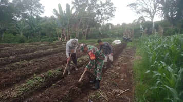 Percepat Masa Tanam, Babinsa Bantu Petani Olah Lahan