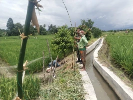 Babinsa Komsos Dengan Petani Disawah Didesa Binaan