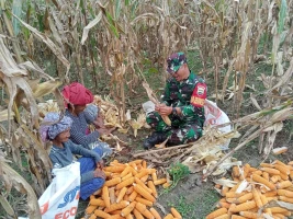 Selalu Ada Bersama Warga Binaan Babinsa Bantu Petani Panen Jagung