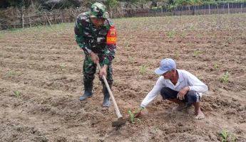 Babinsa Laksanakan Pendampingan Membantu Petani Bersihkan Rumput Di Lahan Jagung