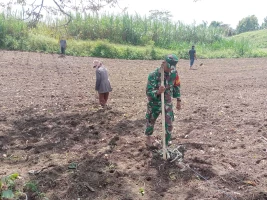 Babinsa Laksanakan Pendampingan Kepada Petani Tanam Padi Gogo